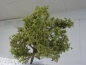 Preview: Modellbaum, hellgrün, Höhe 17cm, Best.Nr 113