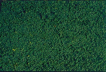 HEKI mikroflor Belaubungsvlies dunkelgrün, 28x14 cm, He1603