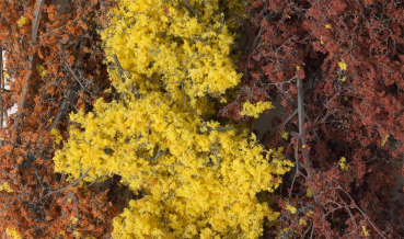 WF1135 - Feinblättriges Laub™ Herbst-Mix