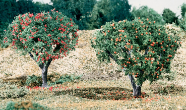 WT47 - Obst