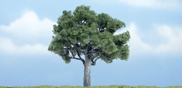 WTR1622 - Walnussbaum