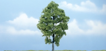 WTR1623 - Hickorynussbaum