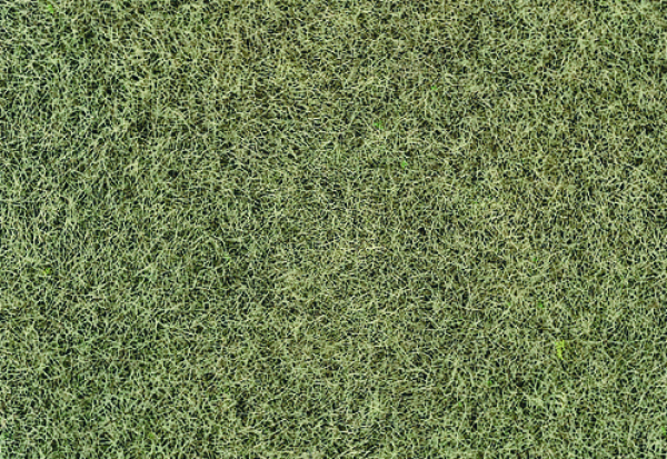 33540 - Wintergras